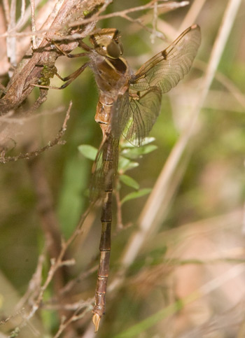 Telephlebia godeffroyi